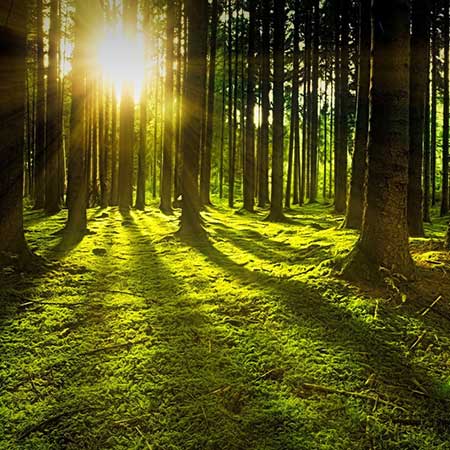 Forestry France  gestion des forêts exploitation de la ressource bois