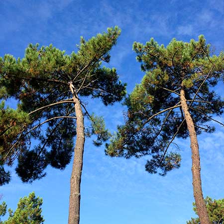 Forestry France  gestion des forêts exploitation de la ressource bois