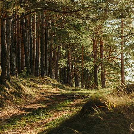 Forestry club de France gestion des forêts exploitation de la ressource bois