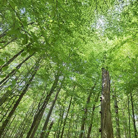 Forestry France  expertises et gestion forestières